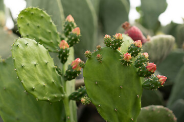 Nopal, Opuntia cacti, prickly pear