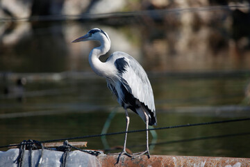 great blue heron
