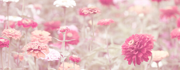 Zinnia elegans in the darden - close up