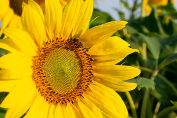 blooming sunflowers against the sky