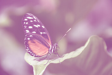an orange tropical butterfly sitting on a leaf