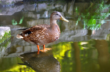 Portrait of duck mallard (female) standing in the water of park pond. Close up photo outdoors.