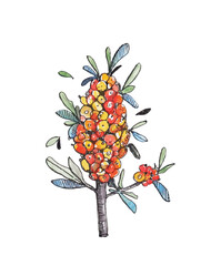 Watercolor botanical illustration of sea buckthorn