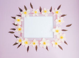 white flowers daffodils lie on a pink background around a pink blank frame. copy space