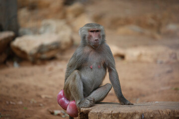 baboon sitting on the ground