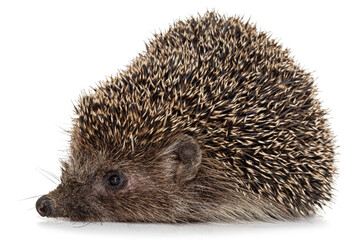 Common hedgehog, or  European hedgehog, also known as the West European hedgehog, lat. Erinaceus europaeus, isolated on white background