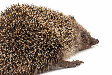 Common hedgehog, or  European hedgehog, also known as the West European hedgehog, lat. Erinaceus europaeus, isolated on white background