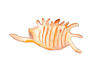 Fototapeta premium Сute watercolor yellow isolated shell front view. Isolated illustration with shell on a white background for shops travel agencies or card