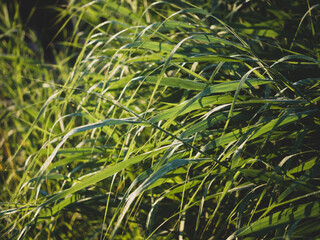 Obraz premium sedge in the morning light with dew drops