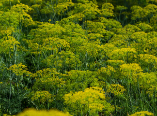 Dill. Beautiful herbal abstract nature background. culinary condiment. house plants