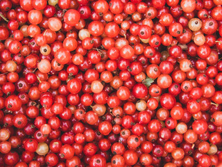 fresh berry red currant for background and text