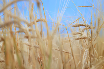 grain harvest background crisis farming