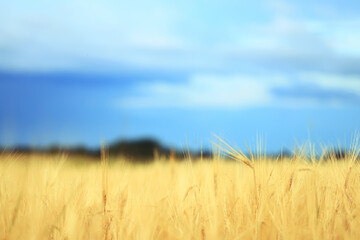 grain harvest background crisis farming