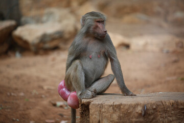 baboon sitting on a rock