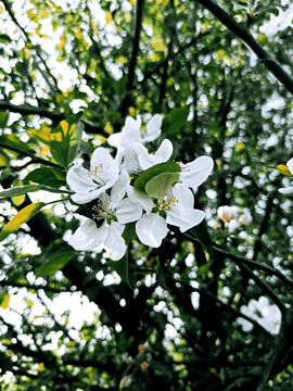 The sakura flower, which grow near my house, clearly conveys all the beauty of this nature.(The money raised will go to help ZSU).