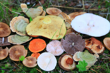 abstract background texture of very, many different mushrooms, inverted multicolored mushroom caps...