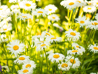 Delicate white daisies or Bellis perennis flowers in direct sunlight. beautiful outdoor flower background, © Максим
