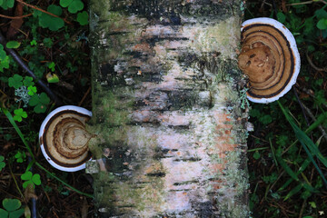 wood fungi parasites background, medicine forest wildlife
