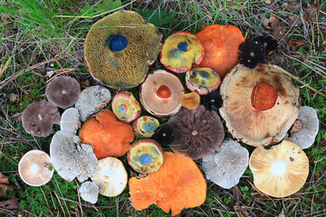 abstract background texture of very, many different mushrooms, inverted multicolored mushroom caps...