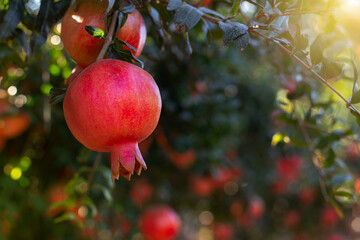 Ripe beautiful healthy pomegranate fruits on a tree branch in pomegranate orchard. Symbol of the Israeli holiday Rosh Hashanah