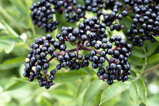 Elderberry bush on a branch, ripe elderberry growing in nature, elderberry cultivation on a plantation.