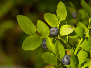 Common blueberry (Vaccinium myrtillus). Close-up of a blueberry bush with ripe berries in the forest