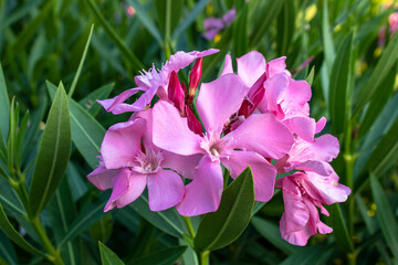 Oleander. Pink beautiful and delicate flowers. 