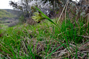 Snake's-head iris // Duftender Wolfsschwertel (Hermodactylus tuberosus -  Iris tuberosa) - Kato Olympos, Greece