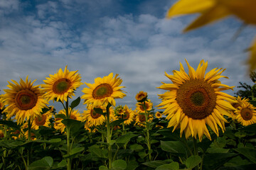 Closeup sunflowers, with amazing blue sky in the background