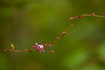 red and green leaves
