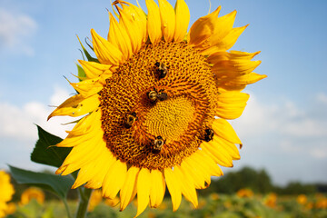 sunflower of blue sky