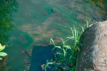 Underwater river landscape with algae and fry in green water grass concretum pipe