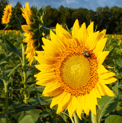Obraz premium sunflowers in the field