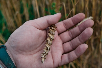 A man holds golden ears of wheat against the background of a ripening field Farmer's hands close-up