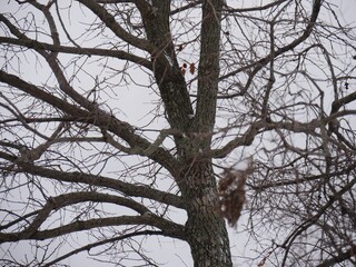 Close up, cropped shot of a leafless tree in winter