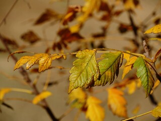 Bright yellow and green leaves in autumn, close up
