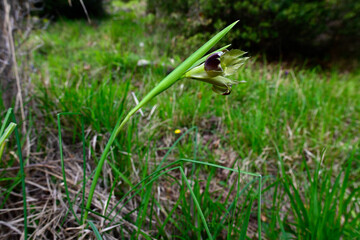 Fototapeta premium Duftender Wolfsschwertel // Snake's-head iris (Hermodactylus tuberosus - Iris tuberosa) - Kato Olymp, Griechenland