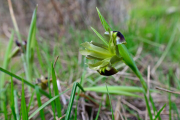 Duftender Wolfsschwertel // Snake's-head iris (Hermodactylus tuberosus -  Iris tuberosa) - Kato Olymp, Griechenland