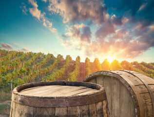 Ripe wine grapes on vines in Tuscany, Italy. Picturesque wine farm, vineyard. Sunset warm light