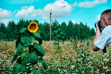 Fototapeta premium Beautiful sunflower on a sunny day with a natural background Selective focus