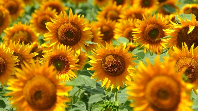 Beautiful sunflower flower on the background of a yellow field. Production of sunflower oil. Agricultural industry and farms.