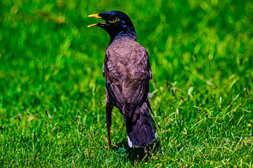 yellow-billed starling on а grass