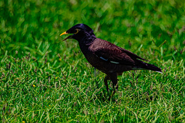 yellow-billed starling on а grass