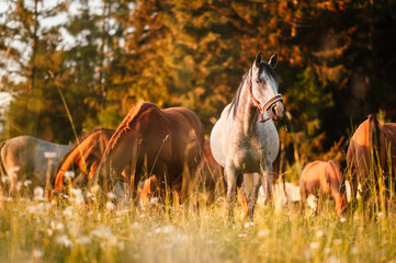 Brown horses standing in high grass in sunset light in forest backround. chestnut horse runs gallop...