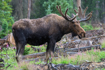 Naklejka na ściany i meble Bull Moose in a rain storm in the Colorado Rocky Mountains