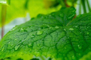 green leaf with water drops