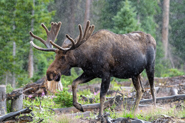 Naklejka na ściany i meble Bull Moose in a rain storm in the Colorado Rocky Mountains