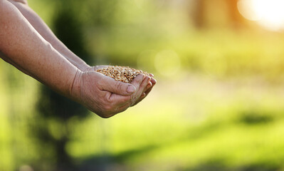 Fototapeta premium Wheat grains fall from old hand in the wheat field at the golden hour time. Concept of the peace. Close Up Nature Photo Idea Of A Rich Harvest.