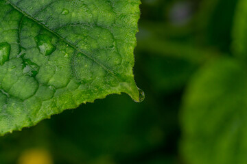 green leaf with water drops