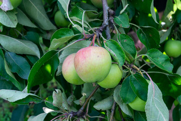 apples on a tree